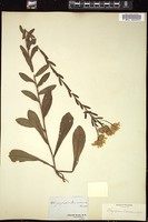 Thumbnail for <i>Chrysopsis mariana</i> <i></i> …