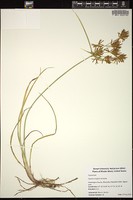 Thumbnail for <i>Cyperus strigosus</i> <i></i> …