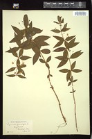 Thumbnail for <i>Lysimachia quadrifolia</i> <i></i> …