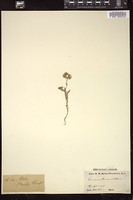 Thumbnail for <i>Emmenanthe penduliflora</i> <i></i> …