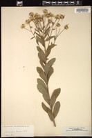 Thumbnail for <i>Oclemena reticulata</i> <i></i> …
