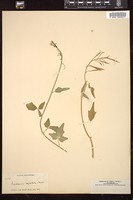 Thumbnail for <i>Cardamine angulata</i> <i></i> …