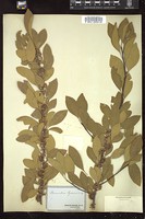 Thumbnail for <i>Bumelia lycioides</i> <i></i> …