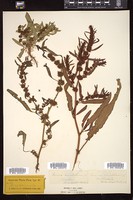 Thumbnail for <i>Rumex maritimus</i> <i></i> …