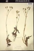 Thumbnail for <i>Hieracium scouleri</i> <i></i> …