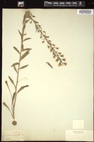 Thumbnail for <i>Liatris gracilis</i> <i></i> …