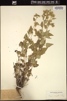 Thumbnail for <i>Acourtia wrightii</i> <i></i> …