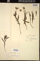 Thumbnail for <i>Eurybia radula</i> <i></i> …