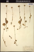 Thumbnail for <i>Packera streptanthifolia</i> <i></i> …