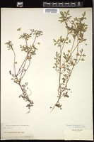 Thumbnail for <i>Nemophila heterophylla</i> <i></i> …