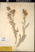 Thumbnail for <i>Cirsium undulatum</i> <i></i> …