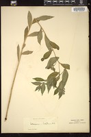 Thumbnail for <i>Lithospermum latifolium</i> <i></i> …