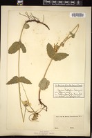 Thumbnail for <i>Arnica latifolia</i> <i></i> …