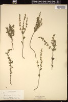 Thumbnail for <i>Scutellaria wrightii</i> <i></i> …