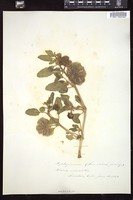 Thumbnail for <i>Abronia micrantha</i> <i></i> …