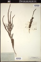 Thumbnail for <i>Verbena angustifolia</i> <i></i> …