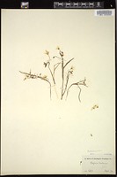 Thumbnail for <i>Claytonia caroliniana</i> <i></i> …