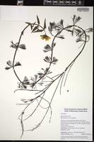 Thumbnail for <i>Bidens beckii</i> <i></i> …