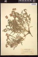 Thumbnail for <i>Anogra coronopifolia</i> <i></i> …