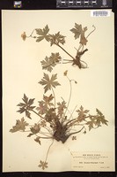 Thumbnail for <i>Geranium richardsonii</i> <i></i> …