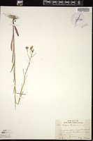 Thumbnail for <i>Crepis tectorum</i> <i></i> …