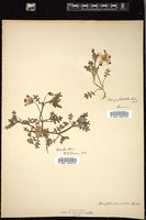 Thumbnail for <i>Nemophila maculata</i> <i></i> …