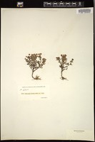 Thumbnail for <i>Orthocarpus erianthus</i> <i></i> …