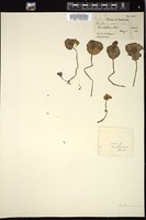Thumbnail for <i>Claytonia perfoliata</i> <i></i> …