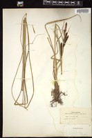 Thumbnail for <i>Carex acuta</i> <i></i> …