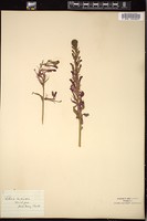 Thumbnail for <i>Lobelia cardinalis</i> <i></i> …