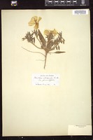 Thumbnail for <i>Oenothera albicaulis</i> <i></i> …