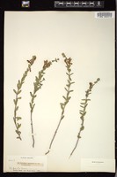 Thumbnail for <i>Scutellaria integrifolia</i> <i></i> …