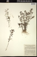 Thumbnail for <i>Houstonia longifolia</i> <i></i> …