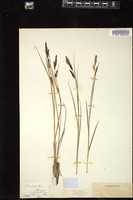 Thumbnail for <i>Carex nutans</i> <i></i> …