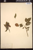 Thumbnail for <i>Staphylea trifolia</i> <i></i> …