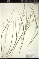 Thumbnail for <i>Panicum virgatum</i> <i></i> …