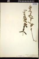 Thumbnail for <i>Scutellaria antirrhinoides</i> <i></i> …