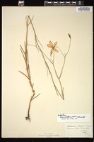 Thumbnail for <i>Sabatia grandiflora</i> <i></i> …