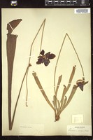 Thumbnail for <i>Sarracenia rubra</i> <i></i> …
