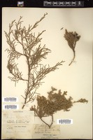 Thumbnail for <i>Juniperus virginiana</i> <i></i> …