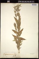 Thumbnail for <i>Pycnanthemum californicum</i> <i></i> …