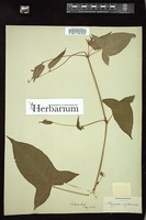 Thumbnail for <i>Persicaria arifolia</i> <i></i> …