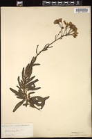 Thumbnail for <i>Palafoxia integrifolia</i> <i></i> …