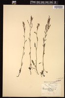 Thumbnail for <i>Rumex acetosella</i> <i></i> …