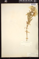 Thumbnail for <i>Oenothera albicaulis</i> <i></i> …