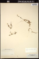 Thumbnail for <i>Claytonia parviflora</i> <i></i> …