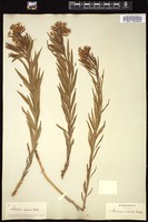 Thumbnail for <i>Amsonia ciliata</i> <i></i> …