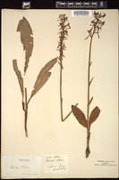 Thumbnail for <i>Orchis bifolia</i> <i></i> …