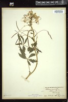 Thumbnail for <i>Cleome grandiflora</i> <i></i> …