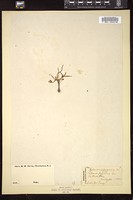 Thumbnail for <i>Calandrinia pygmaea</i> <i></i> …